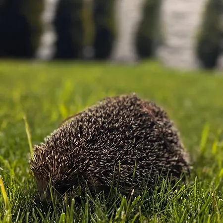 Hotell Wrzosowa Siedlce Grabianow