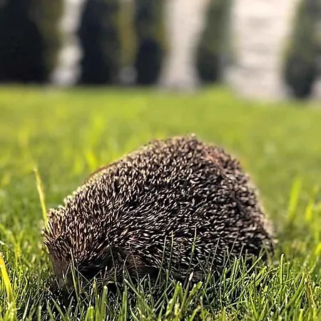 Wrzosowa Siedlce Szálloda
